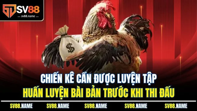 Chiến kê cần được luyện tập, huấn luyện bài bản trước khi thi đấu